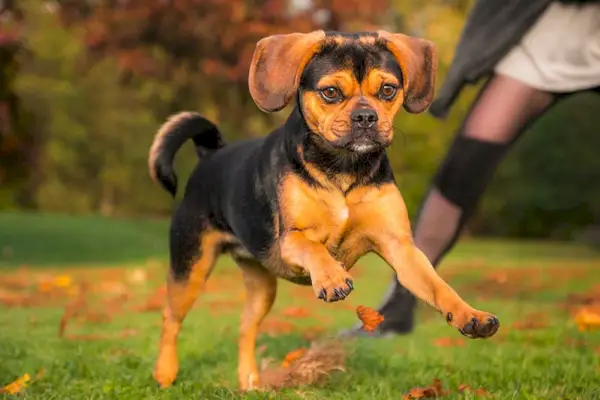 skoki puggle dog