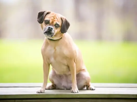 12 fatos incríveis sobre Puggle que você talvez não conheça