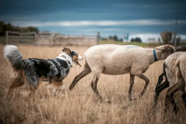 Australian Shepherd Herding: En komplett guide