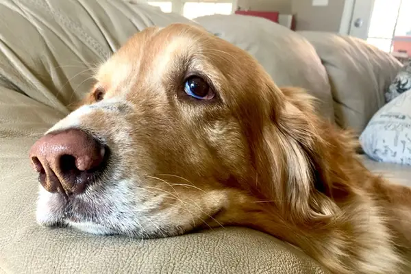 câinele a mâncat ibuprofen