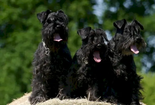 miniatűr schnauzer kutya ül a fűben a parkban