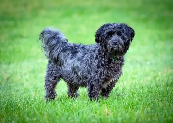 Affenpinscher Bichon Frise keverék