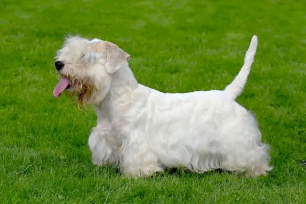 Sealyham terrier sétál a fűben