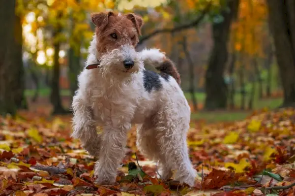 drótfox terrier kutya őszi erdőben