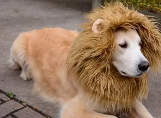 Disfresses de Halloween de Golden Retriever de bricolatge