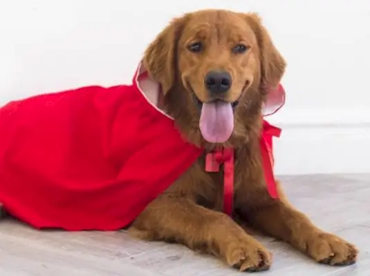 Disfresses de Halloween de Golden Retriever de bricolatge