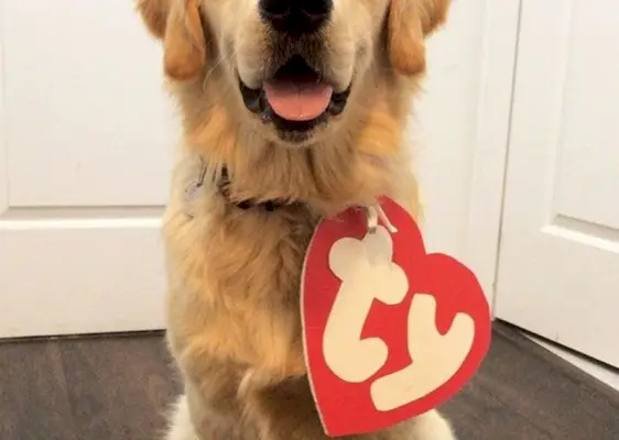 Disfresses de Halloween de Golden Retriever de bricolatge