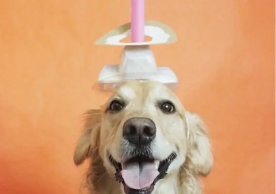 Disfresses de Halloween de Golden Retriever de bricolatge