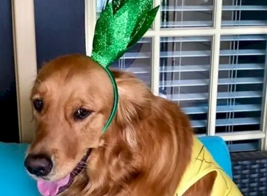 Disfresses de Halloween de Golden Retriever de bricolatge