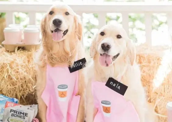 20 DIY-Golden-Retriever-Halloween-Kostüme, die Sie noch heute basteln können! (Mit Bildern)