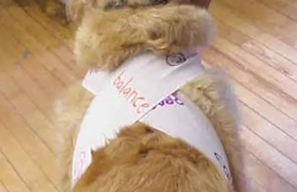 Camiseta de trueno para perros DIY