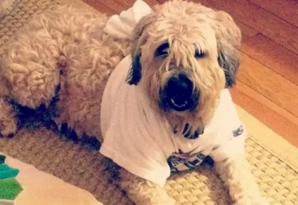 5 ДИИ мајица за псе које можете направити код куће данас (са сликама)