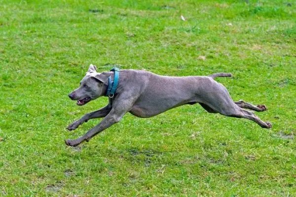 5 increïbles colors i patrons de Weimaraner (amb imatges)