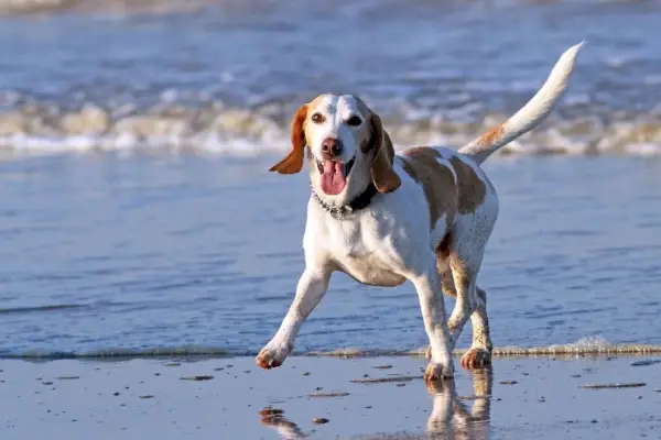 perro feliz en la playa