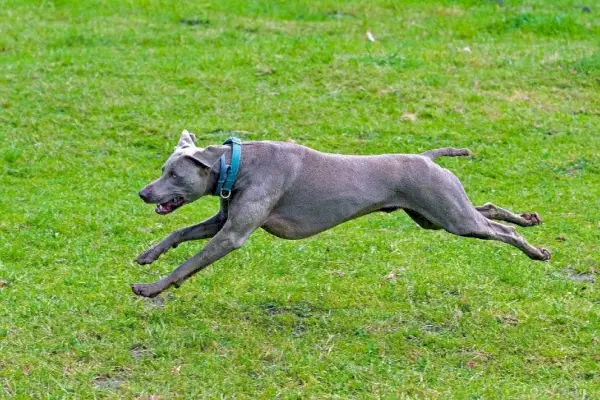 Weimaraner_Pexels_Pixabay