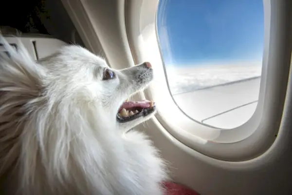 Hund på ett flygplan