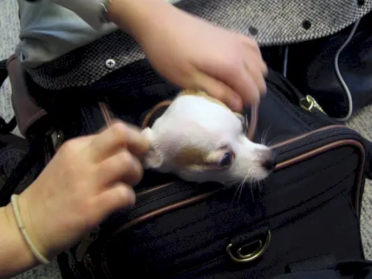 Hund I Flygplansbärare