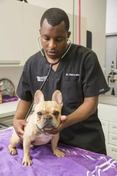 Animal Planet 'The Vet Life'의 공동 주연인 디아라 블루 박사를 만나보세요