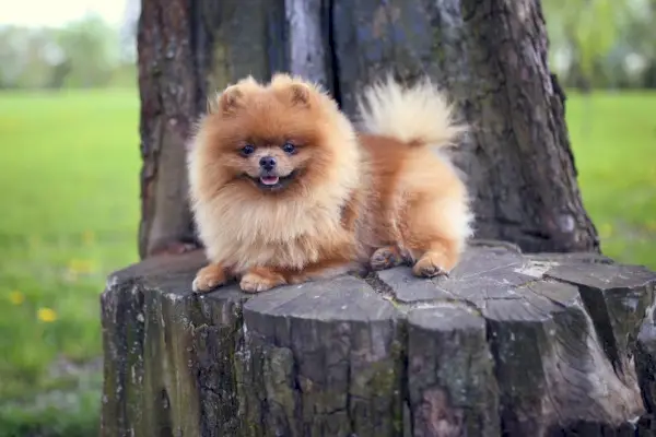 Pomeranian koira ulkona