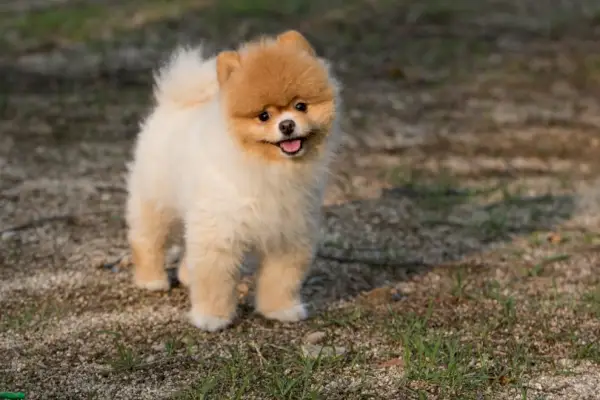Pomeranian koira ulkona_