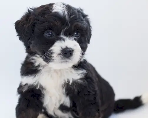 ベルンドゥードルの子犬