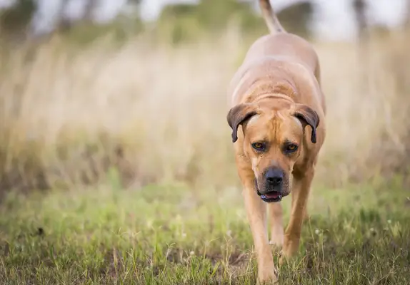 Boerboel dog or South African Mastiff walking through grass