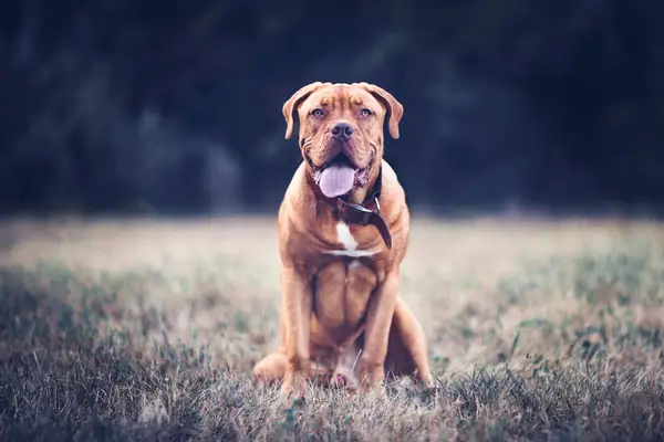 A happy looking Dog de Bordeaux, a big dog breed, sitting in a field looking at the camera.