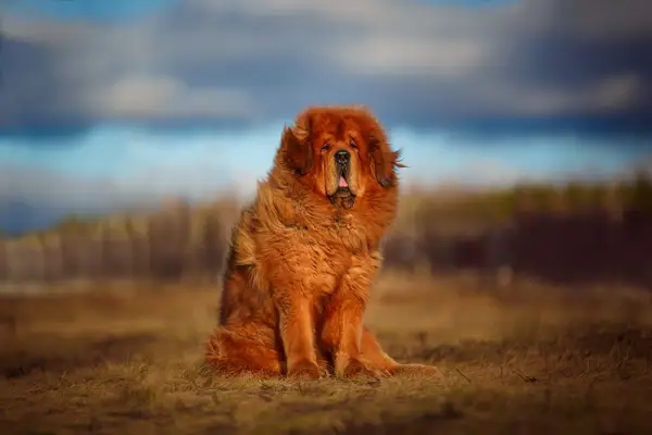 A ginger colored Tibetan Mastiff, a big dog breed, on the background of a beautiful landscape.