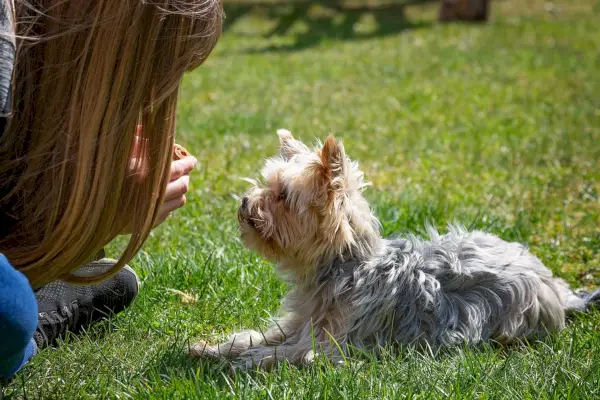cachorro e dono treinando ao ar livre