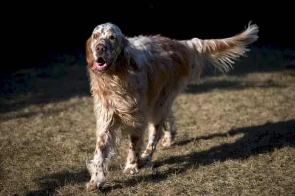 Куче английски сетер
