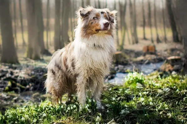 австралийска овчарка, стояща в тревата