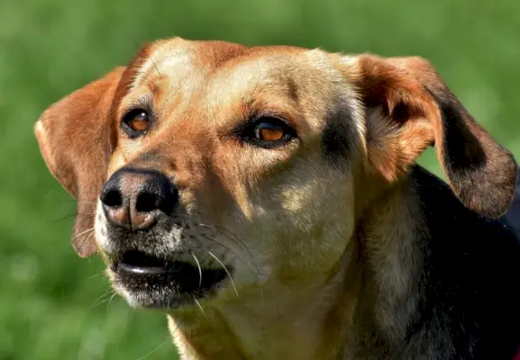 pasje oči_Alexas_photos_Pixabay