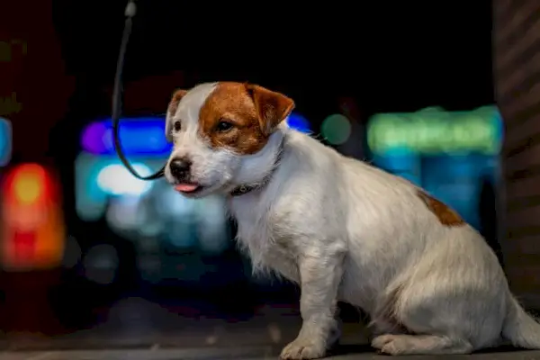 Pes jack russell terier na sprehodu v mestu ponoči v neonski svetlobi