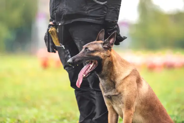 pas belgijski malinois K9