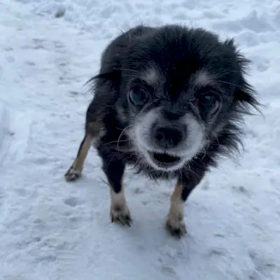 Quelle race de chien est grassouillet ? Célèbre chiot Internet