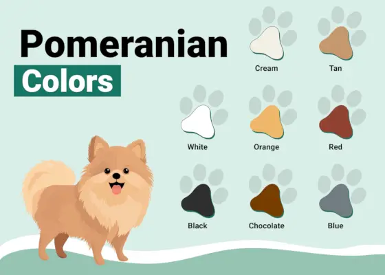 PetKeen_Pomeranian-Colors-Patterns_v1_Oct-26-2023-01-scaled