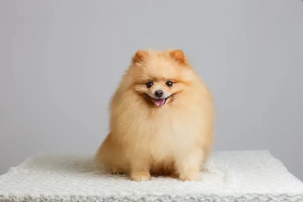 Pomeranian hund isolerad framför vit bakgrund