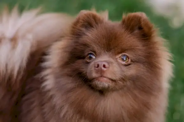 brun choklad pomeranian
