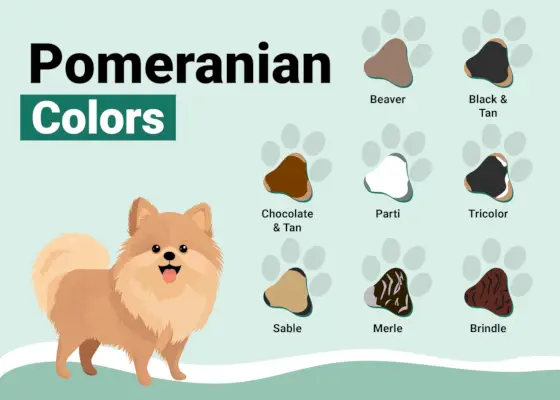 PetKeen_Pomeranian-Colors-Patterns_v1_Oct-26-2023-02-scaled