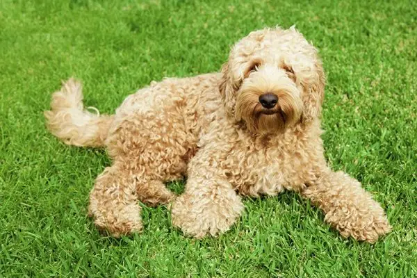 17 kolorów i wzorów Labradoodle (ze zdjęciami)