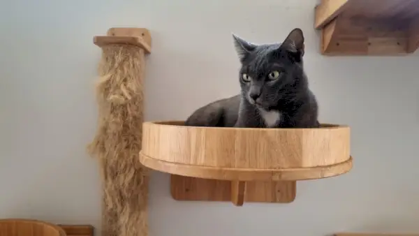 Кот лежит на современных кошачьих стенах или полках, лазающих по стенам