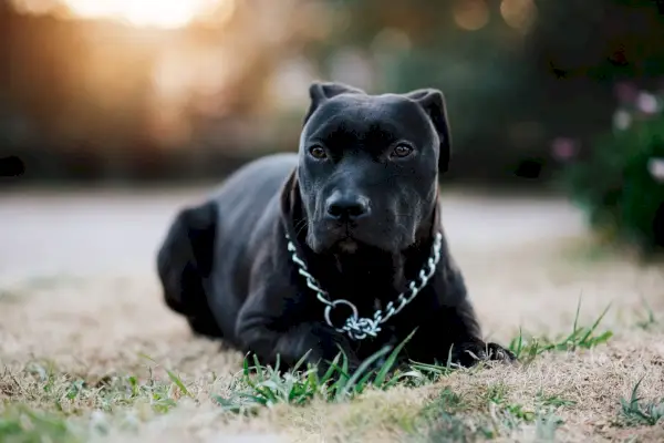 16 nuostabių Pit Bull spalvų ir raštų (su nuotraukomis)