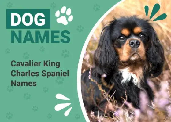 Cavalier King Charles Spaniel-Namen