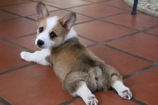 Plucie Corgi