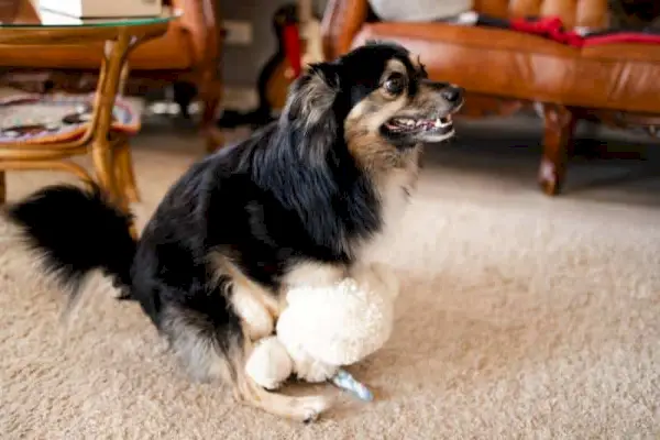 kleine hond probeert te paren met een teddybeerpop op de vloer