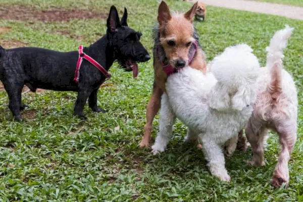 Honden die op zonnige dag in het park wippen