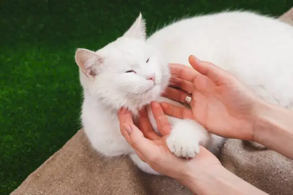 ターキッシュアンゴラ猫に触れる女性