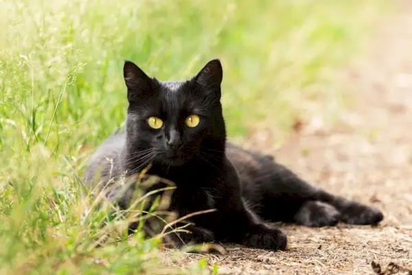 ボンベイ-黒猫-ポートレート_Viktor-Sergeevich_shutterstock