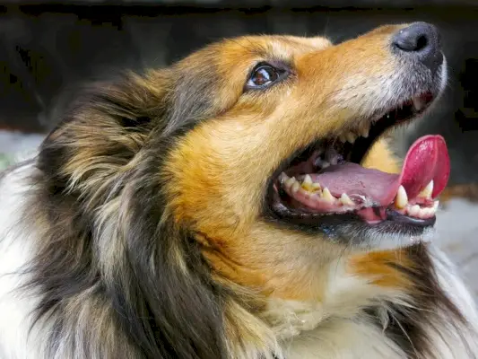 Hebben honden lippen? 6 vragen over hondenmond beantwoord