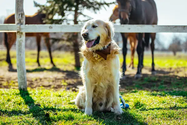 Paras koira kunnostettiin hevosen selässä